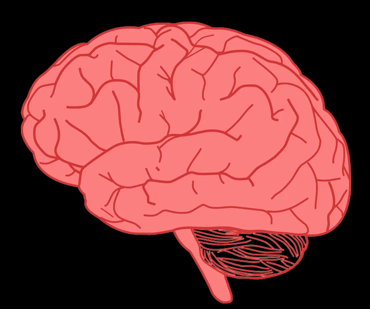 brain support